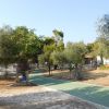 Un vialetto verde tra alberi e bungalow.