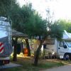 Camper parcheggiati tra gli alberi.
